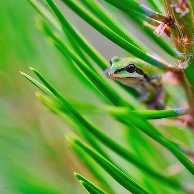 Wall Art featuring the photograph Pacific Chorus Frog #1 by Bruce Block