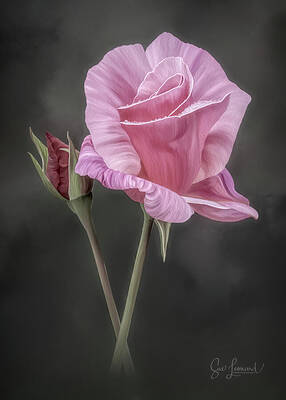 Wall Art featuring the photograph Painted Pink Rose #1 by Sue Leonard