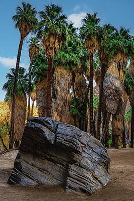 California Photograph - Palm Canyon Boulder, California #1 by Abbie Warnock
