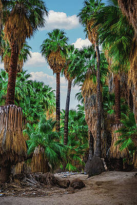 Canyon Photograph - Palm Canyon Clouds, California - Vertical #1 by Abbie Warnock