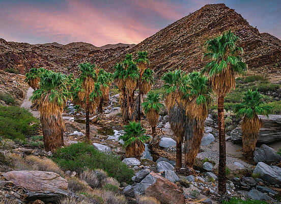 Canyon Photograph - Palm Canyon Sunset 2, California #1 by Abbie Warnock