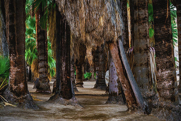 California Photograph - Palm Tree Path, California #1 by Abbie Warnock