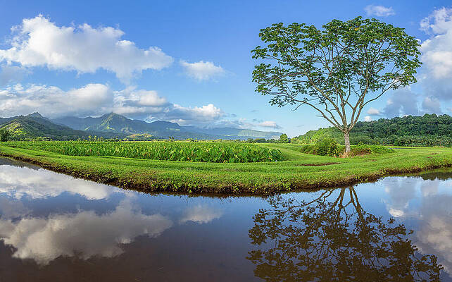 Wall Art featuring the photograph Panoramic View Of Hanalei Valley In Kauai #1 by Steven Heap