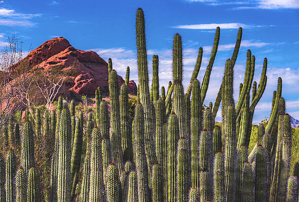 Beautiful Photograph - Papago Organ Pipe Cactus, Arizona #1 by Abbie Warnock