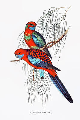Digital Art - Pennant's Parakeet By Elizabeth Gould by The Luxury Art Collection