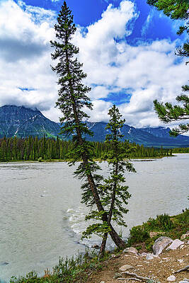 Canada Wall Art featuring the photograph Picnic Along The Athabasca River Japser Alberta Canada #1 by Tommy Farnsworth