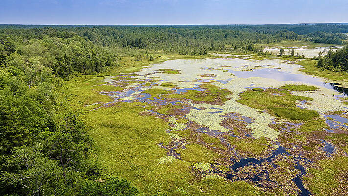 Sky Wall Art featuring the photograph Pine Barrens Landscape  #1 by Louis Dallara