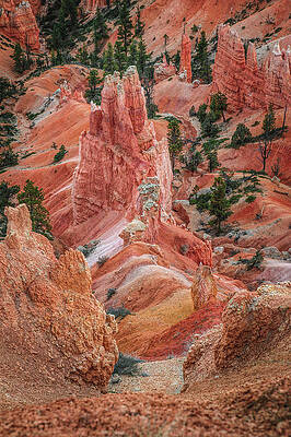 Scenic Photograph - Pines And Spires - Vertical #1 by Abbie Warnock
