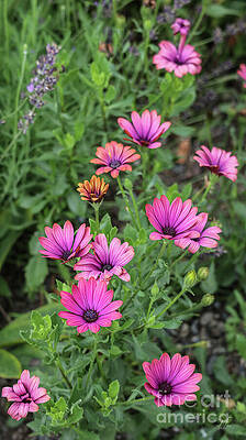 Daisy Photograph - Pink African Daisies #1 by D Lee
