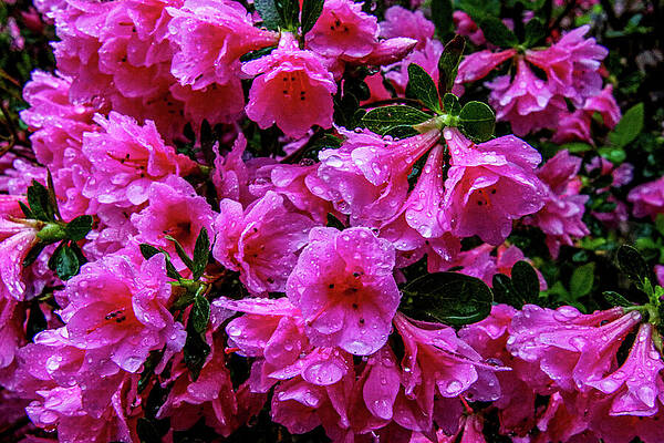 Wall Art featuring the photograph Rainy Pink Azaleas by Deb Beausoleil