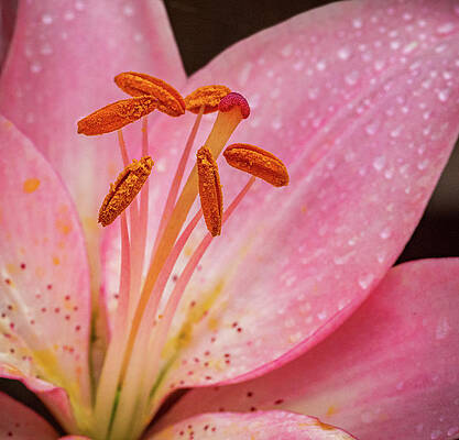Beautiful Photograph - Pink Lily Closeup #2 by Jean Noren