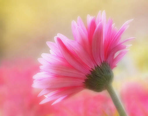 Flower Photograph - Pink Petals #1 by Mary Jo Allen