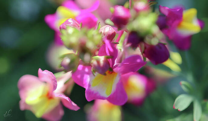 Green Photograph - Pink Snapdragon #1 by D Lee