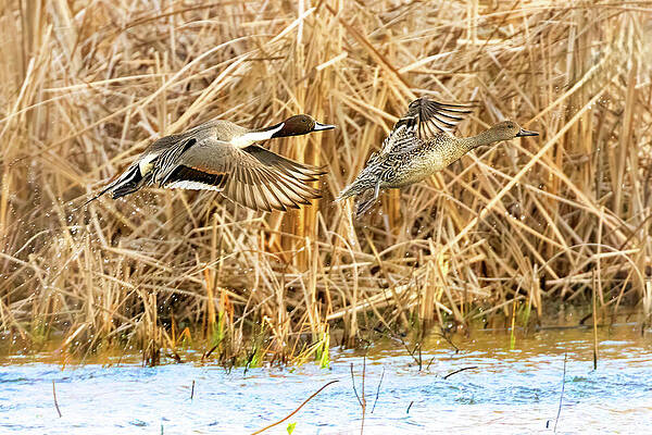 Wall Art featuring the photograph Pintails #1 by Jim E Johnson