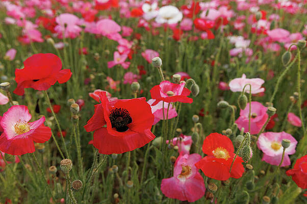 Wall Art featuring the photograph Poppy Closeup #2 by Jean Noren