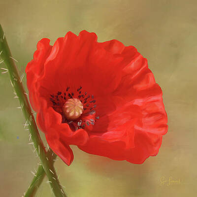 Wall Art featuring the photograph Poppy In Full Bloom #1 by Sue Leonard