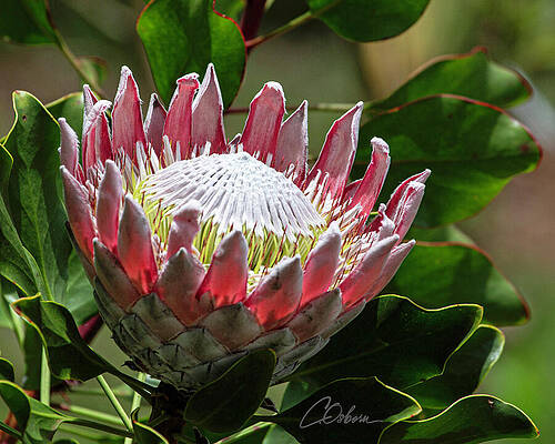 Nature Wall Art featuring the photograph Protea Beauty #1 by Charlie Osborn