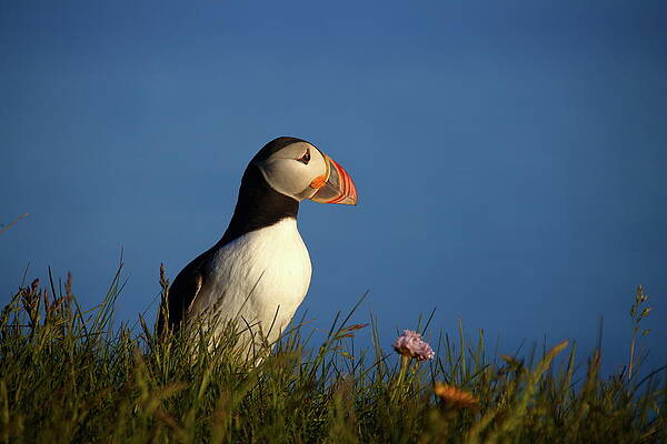Puffin Photograph - Puffin With Flower #2 by Christopher Mathews