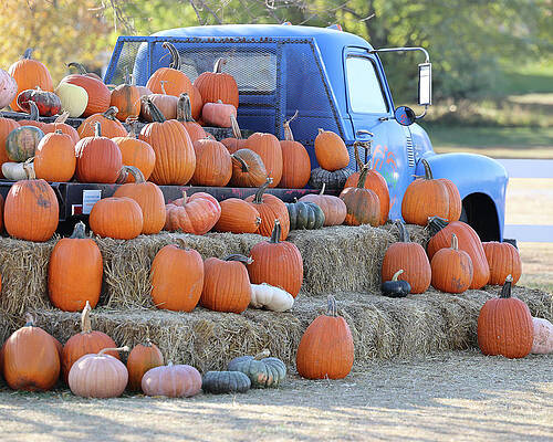 Photograph - Pumpkins Everywhere #1 by Robert Allen Hill