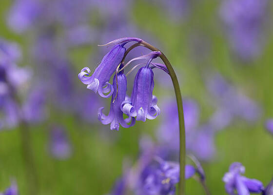 Purple Bluebells in Bloom Wall Art