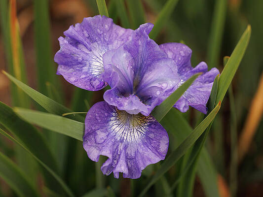 Wall Art featuring the photograph Purple Japanese Iris #2 by Jean Noren