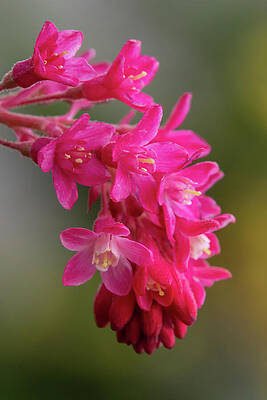 Wall Art featuring the photograph Red-flowering Currant Blossom #1 by Nancy Gleason