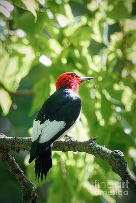 Red-Headed Woodpecker on a Branch Photograph