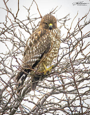 Hawk Perched on Bare Branches Wall Art