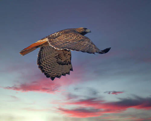 Hawk Photograph - Red-tailed Hawk #1 by Joe Fisher