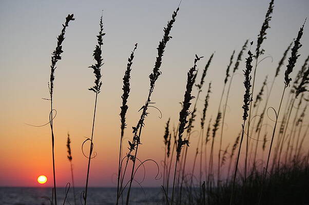 Nature Photograph - Reeds And Sunset by Murray Croft