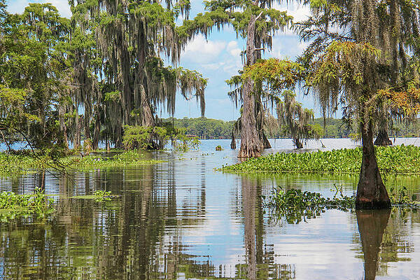 Wild Photograph - Reflections In A Louisiana Swamp 3 by John Twynam