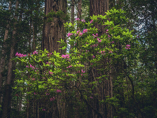 California Photograph - Rhododendron And Redwoods, California #1 by Abbie Warnock