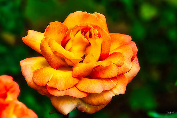 Oregon Photograph - Rose #2 by Bruce Block