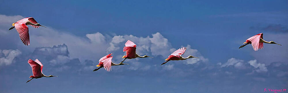Egret Photograph - Roseate Spoonbill In Flight #1 by Rene Vasquez