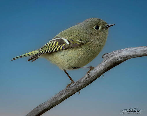 Ruby-crowned Kinglet on a Branch Wall Art