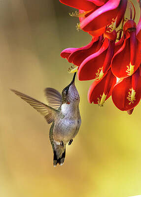 Photograph - Ruby Throat On Firemans Cap by Jim E Johnson
