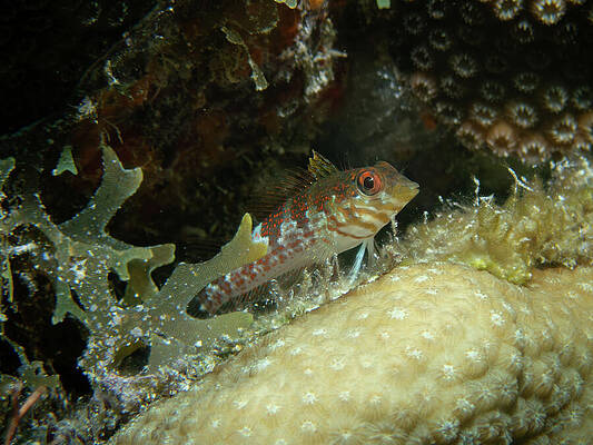 Underwater Wall Art featuring the photograph Saddled Blenny On Its Perch by Brian Weber