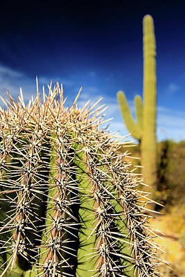 Desert Photograph - Saguaro Cactus In The Arizona Desert #1 by Craig A Walker