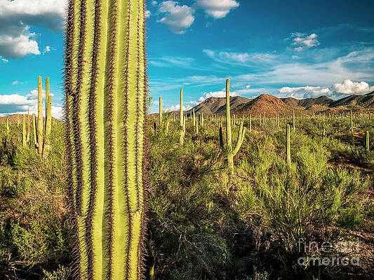 Landscape Photograph - Saguaro National Park And Sonoran Desert Landscape, Arizona #1 by FeelingVegas Wall Art and Prints