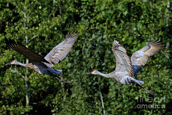 Minnesota Photograph - Sandhill Flight #1 by Natural Focal Point Photography