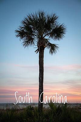 Serene Wall Art featuring the photograph SC Palmetto Tree  #1 by Cindy Robinson