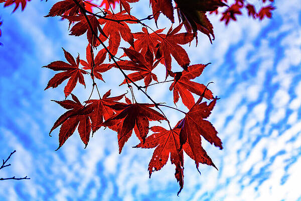 Nature Wall Art featuring the photograph Seattle Autumn Leaves #1 by Tommy Farnsworth