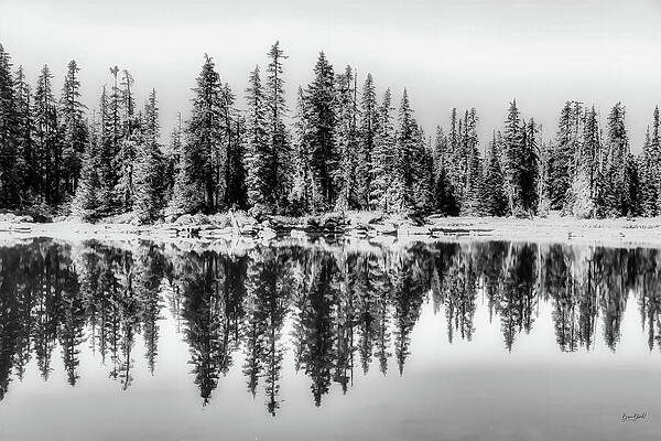 Serene Forest Reflection Digital Art