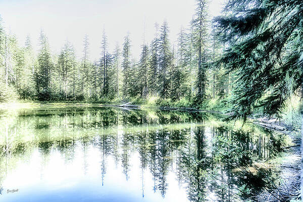 Serene Forest Reflections Wall Art