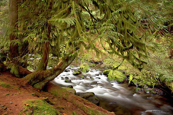 Serene Forest Stream Photograph