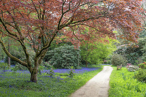 Serene Garden Path in Spring Wall Art