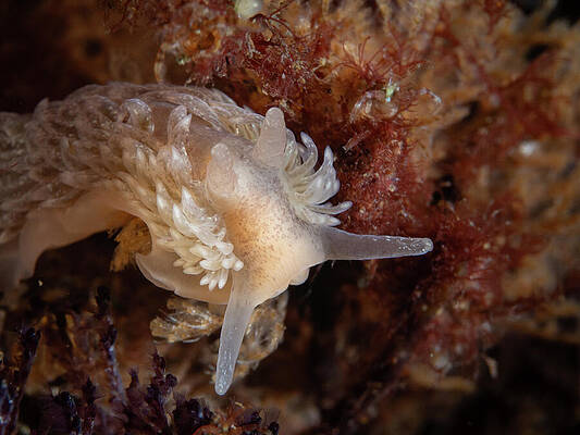 Ocean Photograph - Shag Rug Nudibranch #1 by Brian Weber