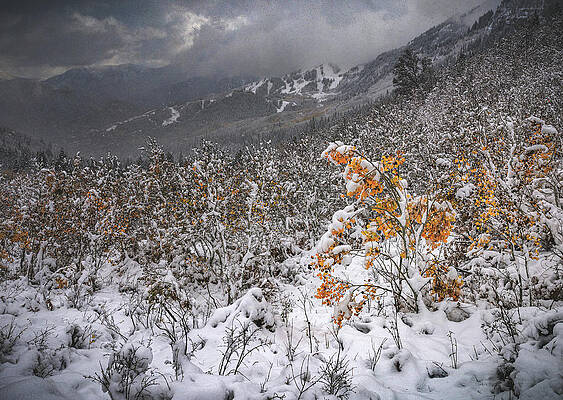 American Photograph - Snow Dusted Aspens 2, Utah #1 by Abbie Warnock