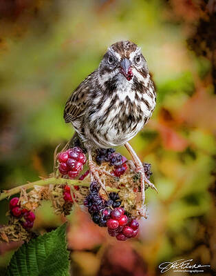 Branch Wall Art featuring the photograph Song Sparrow And Berries #1 by Joe Fisher