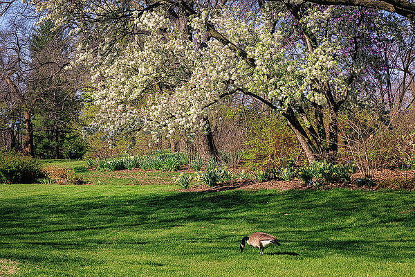 Tree Photograph - Spring #1 by Robert Niemeier